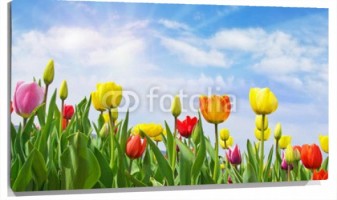 Lienzo Tulipanes de colores cielo azul con nubes